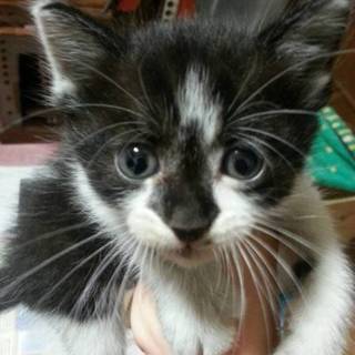 生後1か月の子猫（オス）の里親募集中です。