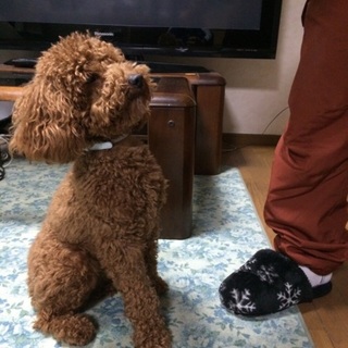 元気モリモリのトイ・プードルです！