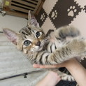 子猫（柄：キジトラ）の里親募集
