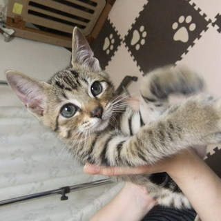 子猫（柄：キジトラ）の里親募集
