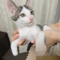 子猫（柄：サバシロ？）の里親募集