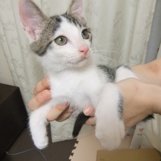 子猫（柄：サバシロ？）の里親募集