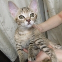子猫（柄：キジトラとチャトラの混合？）の里親募集