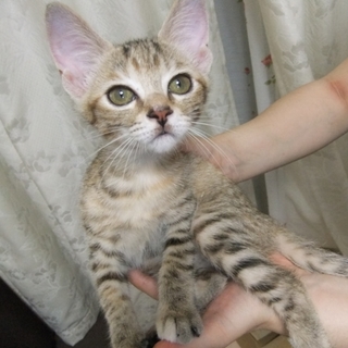 子猫（柄：キジトラとチャトラの混合？）の里親募集