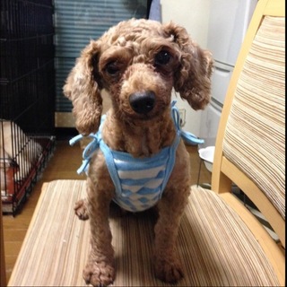 一旦募集停止　性格花丸♪小ぶりなトイプー！