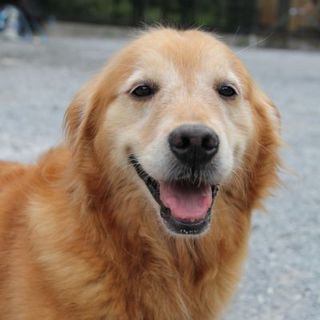 ゴールデン　6歳　女の子　～繁殖犬引退犬～