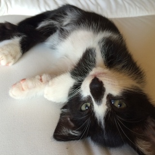 【交渉中】白黒はちわれのにゃーむくん