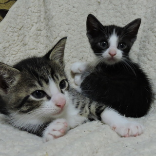 元気なオス猫２匹です。