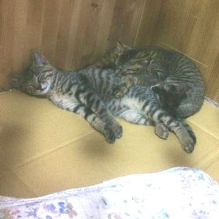 しっぽの長い美形のキジトラちゃん