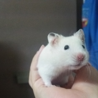 パンデッドのハムスター