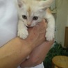 子猫たちに愛の手を！ サムネイル3