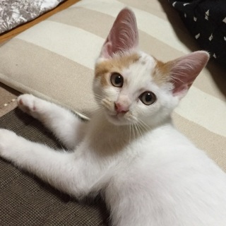 里親さん決定しました！ありがとうございました。