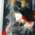 金魚　丹頂　8匹