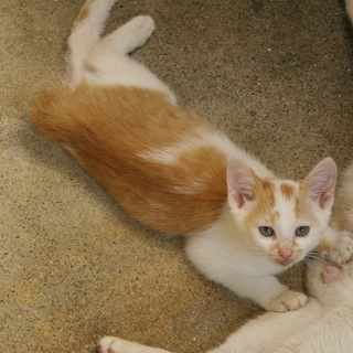 保健所を避けたいのでよろしくお願いします