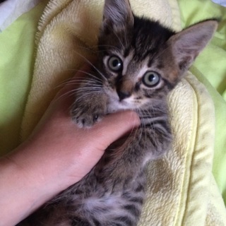 人懐こい子猫