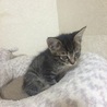 人懐こい子猫 サムネイル2