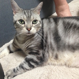 ぽっちゃりさん(^-^)アメショー