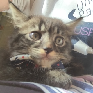 目頭に白星が可愛い長毛の子猫