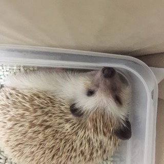 ハリネズミ ソルトアンドペッパー