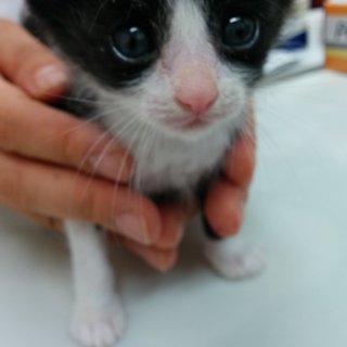 元気なハチわれ君です！！