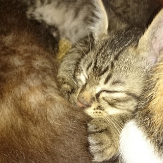 野良猫の子供です