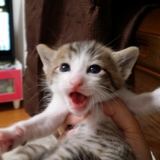 母猫と子猫至急お願いします。