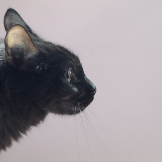 中毛美猫　くろみつ君　里親様募集！ 