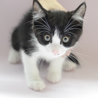 ハチワレ　子猫　釜爺君　里親様募集！ 