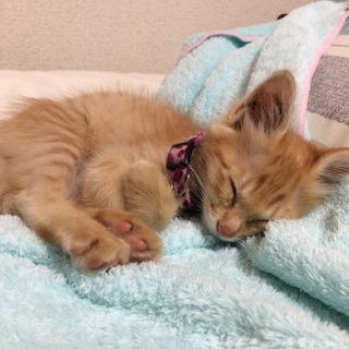 子猫の里親募集してます