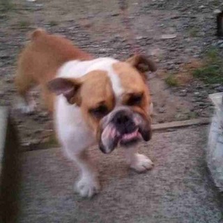 【至急】ブルドック_現在室外飼い