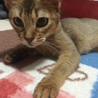 人が大好きなアビシニアン