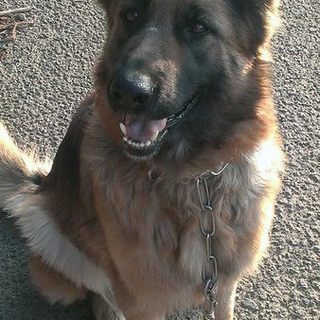 ジャーマンシェパードの新しい飼い主さん募集中♪