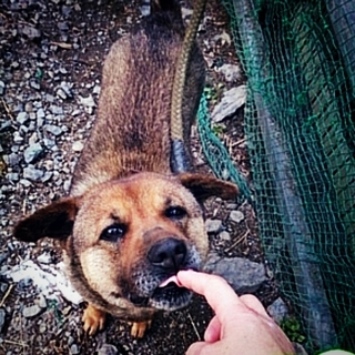 呼び戻し完璧な銀次郎、ボランティア人気No.1