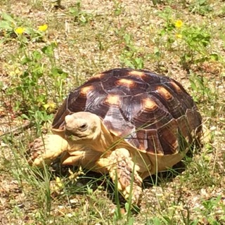 ケヅメリクガメの男の子　里親募集します