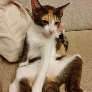 子猫里親募集！！よろしくお願いします！