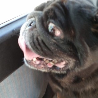 よろしくお願いします