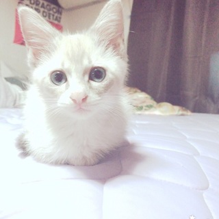 美人さんシャムmix