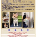 子猫の里親様募集