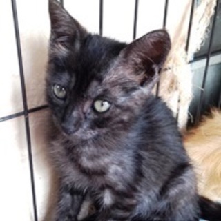 みいちゃん　　男の子　2か月くらい