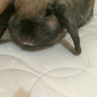 ロップイヤーの里親