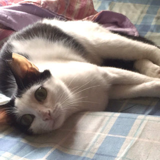 背中にハート柄！ 美猫のはっちゃん（仮）です