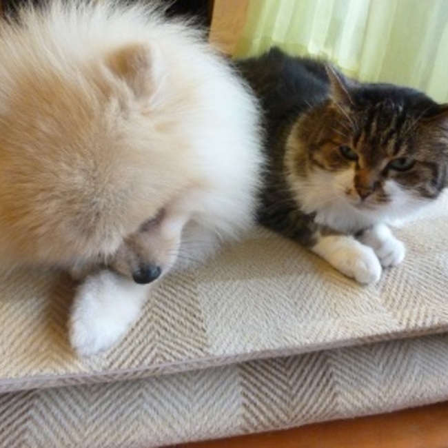 ブラックタイガのつぶやきのカバー写真