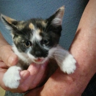 三毛さんなのに片腕だけ茶トラんシマシマ♪