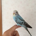 手乗りセキセイインコ《孵化後一カ月》