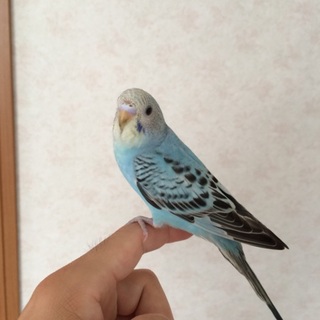 手乗りセキセイインコ《孵化後一カ月》