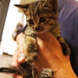 かわいいキジトラ女の子の里親になってください