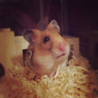 ゴールデンハムスター女の子☆
