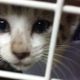 ありがとうございます。