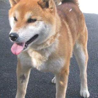 柴犬♂ 里親さま大募集！