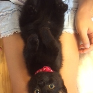 ひとなつこいくろ猫ちゃんもらってください。